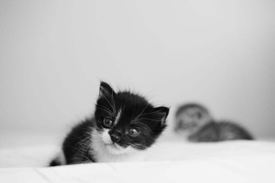 Puppy en kitten samen