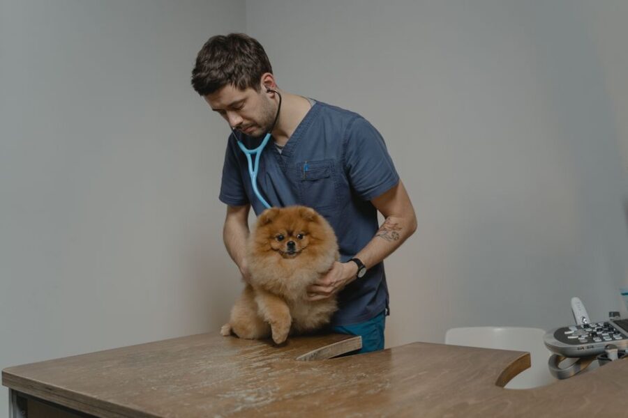 Huisdierenverzekeringsdocumenten