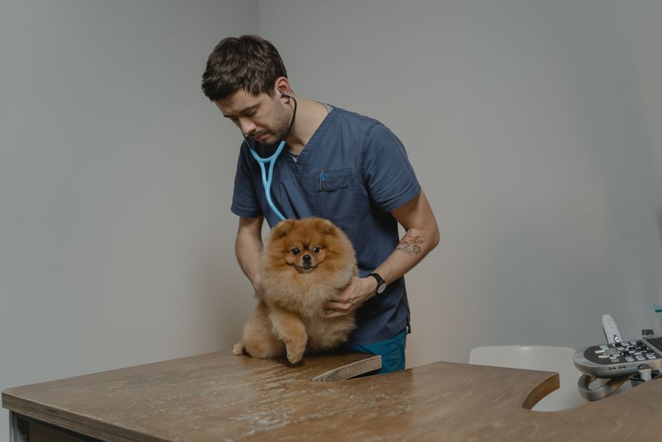 Huisdierenverzekeringsdocumenten